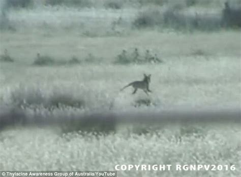 Did A Melbourne Woman Photograph A Live Tasmanian Tiger In
