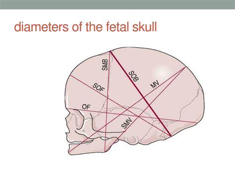Ppt Chapter 7 The Fetus Powerpoint Presentation Free Download Id