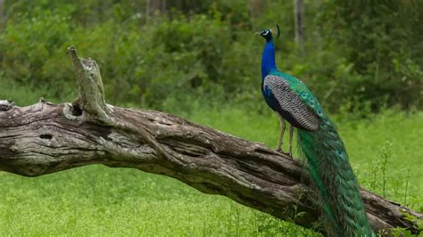 The Mudumalai National Park Wildlife Sanctuary Tamil Nadu Tourism