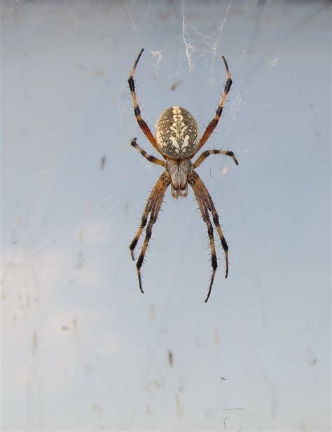 Central Texas Spiders Identification