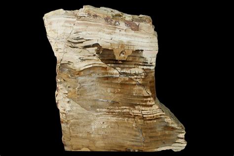 52 Polished Petrified Wood Stand Up Sweethome Oregon 162881 For