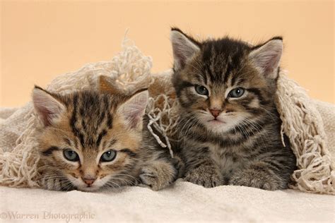 Cute Tabby Kittens Under A Shawl Photo Wp36118