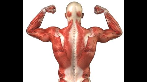 Back muscles diagram lära sig genom att spela. Muscle: Shape, Attachments, and Potential - YouTube