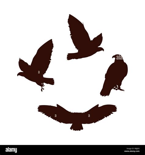 Hawks Birds Silhouettes With Different Poses Vector Illustration Design
