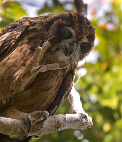 Dont Get Bit — The Fearful Owl Nesasio Solomonensis Is A