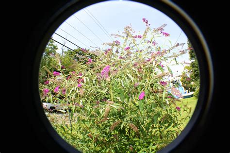 Black Unigryphons Modest Photos New Jersey Butterfly Bush