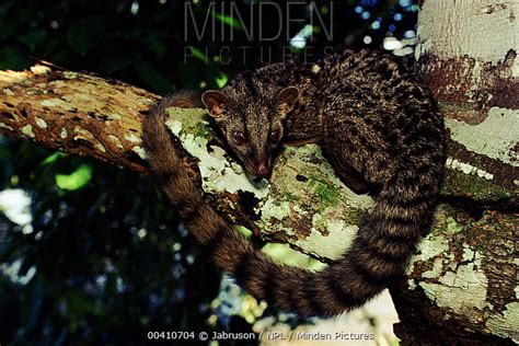African Palm Civet Stock Photo Minden Pictures