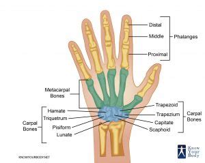The human skeleton is the internal framework of the body. Hand Bones - Anatomy, Structure and Diagram