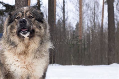 The Caucasian Shepherd Dog Is A Large Guard Dog Fluffy Stock Photo