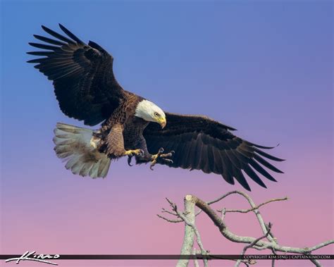 Florida Eagle Landing On A Branch Hdr Photography By Captain Kimo