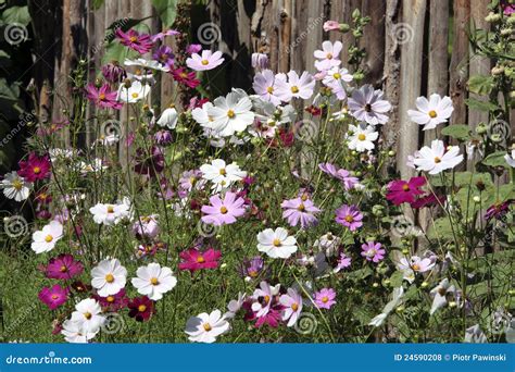 Countryside Flowers Stock Photo Image Of Outdoors Idyllic 24590208