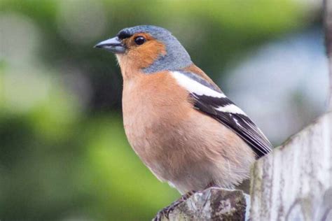 The Top 10 Garden Birds And How To Spot Them