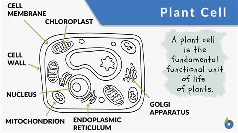 The Plant Cell Plant Cell Defination Structure And Functions Types Yb
