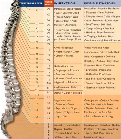 Human Anatomy And Physiology Spinal Nerve Function