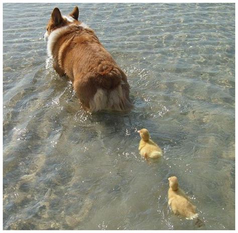 Ducklings Following Dog Explained Science And Technology