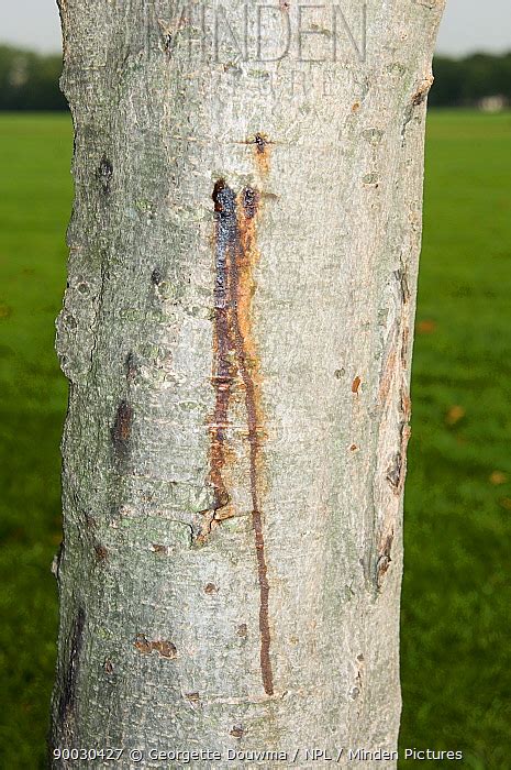 Horse Chestnut Stock Photo Minden Pictures