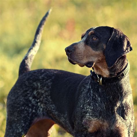 bluetick coonhound breed guide learn   bluetick coonhound