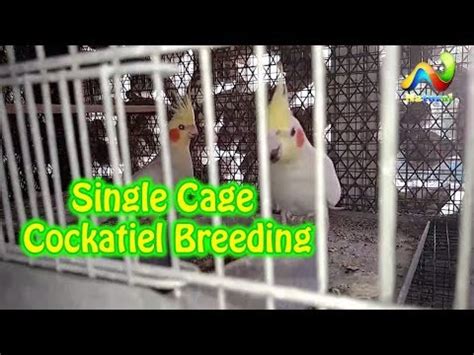 Single Cage Cockatiel Breeding How To Setup Cockatiel Breeding Cage