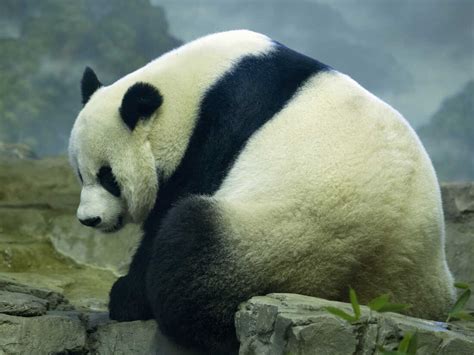 Panda Watch Mei Xiang National Zoo Panda Could Soon Give Birth Npr