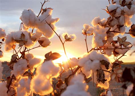 Cotton Plant In The Sunset Photo And Image Landscape Sunrise And Sunset