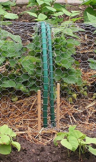 How to put bird netting over strawberries. 23) Protecting strawberries from birds (wire netting and ...