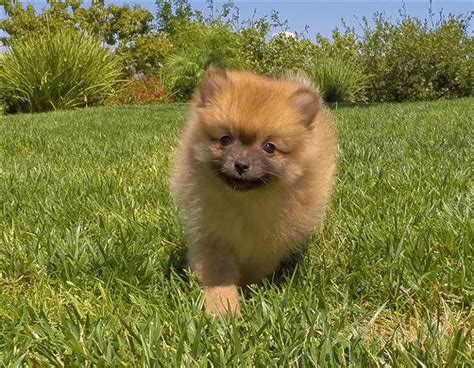 Adorable Female Pomeranian Puppy 4 Sale For Sale In San Diego