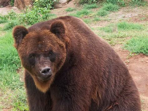 Ol Jogi Wildlife Conservancy, meet the only bear in Africa