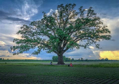 9 Beautiful Types Of Oak Trees In Missouri Progardentips Best Shade