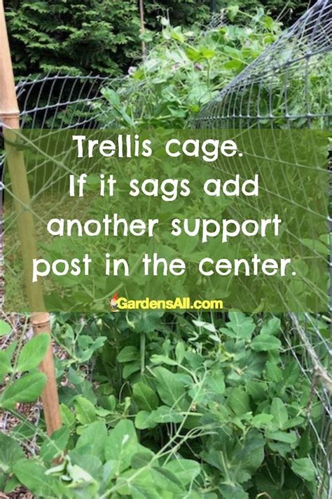 Trellis For Sugar Snap Peas And Bush Beans Permaculture Gardening
