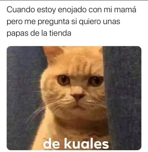 Pin De Maria Vargas En Gato Memes Memes Divertidos Memes Graciosos