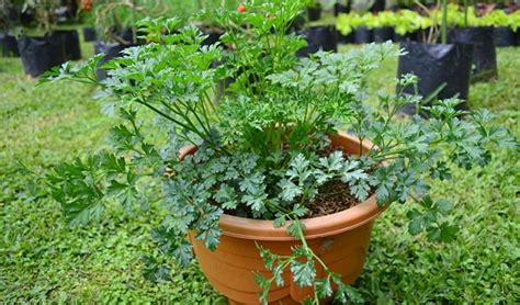 Cara tanam daun sop di rumah. Cara Menanam Seledri Di Pot atau Polybag di Rumah Bagi ...