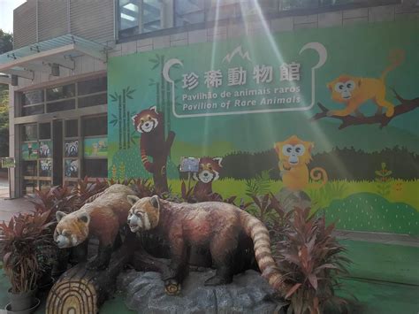 Macao Giant Panda Pavilion Tickets Photos Price Hours Address
