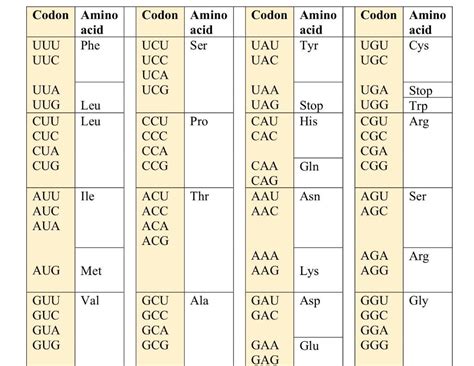 Solved Codon Codon Amino Acid Uuu Phe Uuc Codon Amino Acid