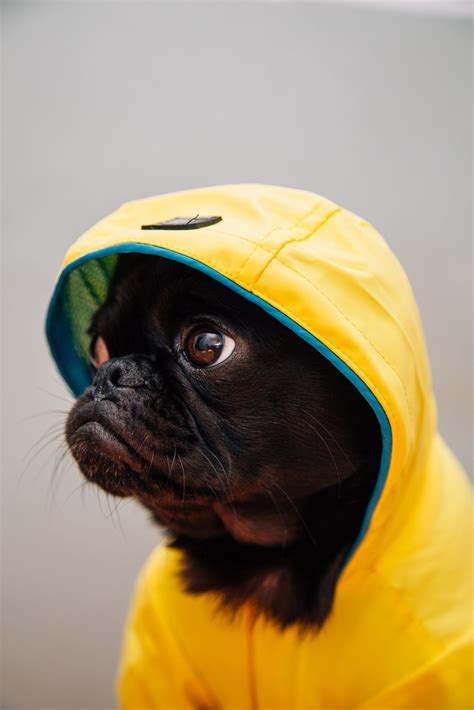 adult black puppy  yellow raincoat wallpaper   hd wallpaper  desktop mobile