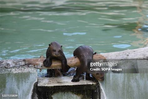 Giant Otters Photos And Premium High Res Pictures Getty Images
