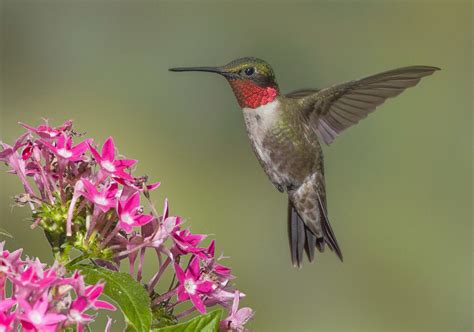 Ruby Throated Hummingbird Archilochus Colubris Male Hovering Above