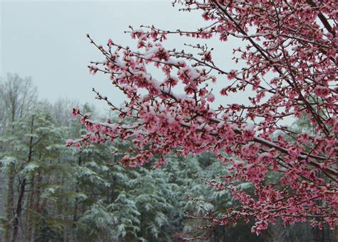 Snowy Cherry Blossoms Winter Photography Photo Art Tourism