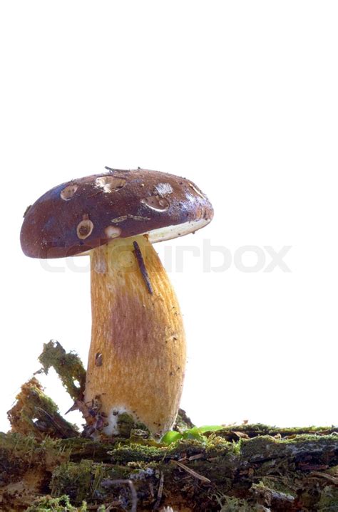 Mushroom Stock Image Colourbox