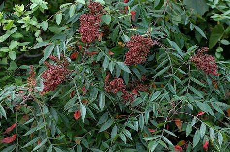 Rhus Copallina Winged Sumac Long Island Native Plant Nursery