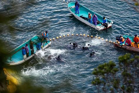 Dolphin Tale Safe In Belize Slaughtered In Taiji Whales And