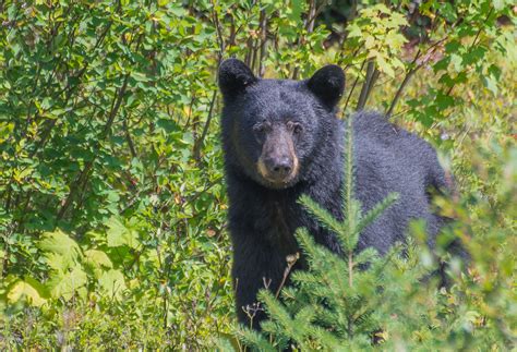 Black Bears Jasper National Park Canada Juzaphoto