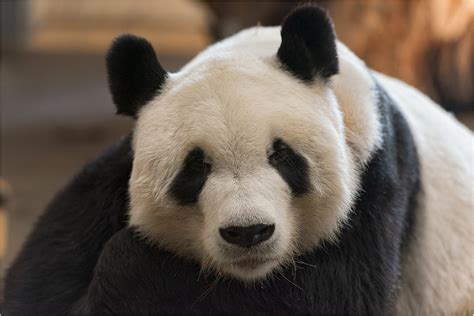 Großer Panda Foto And Bild Natur Portrait österreich Bilder Auf