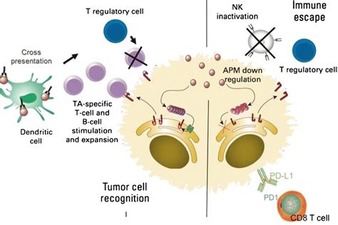 Mechanisms Of Immune Escape Processed Tumor Antigen Is Presented To T