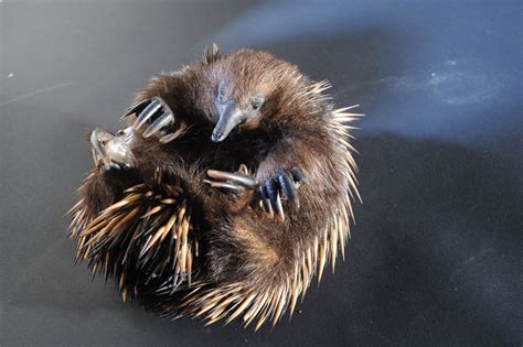 Short Beaked Echidna The Australian Museum