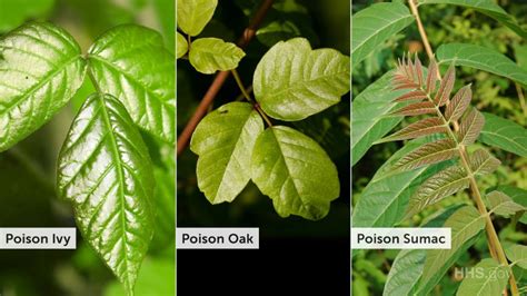 How To Identify Poison Ivy Poison Oak And Poison Sumac Hot Sex Picture