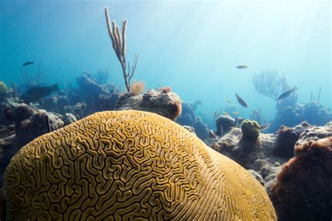 The Bight Reef Coral Gardens Providenciales Visit Turks And Caicos