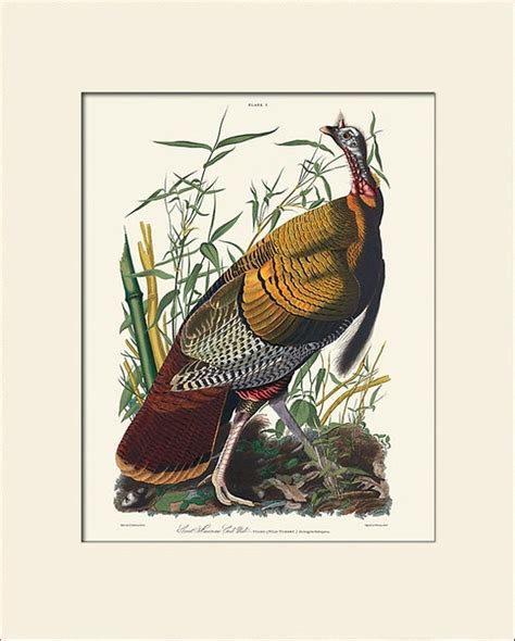 audubon bird art print wild turkey new matted art print