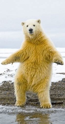 鵺空ヽ ﾟ ﾟノ Dancing Polar Bears 站立時要平衡的北極熊看起來 超像 在跳舞 M600w4 Plurk