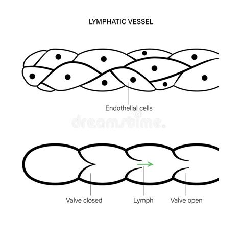 Lymphatic Vessel Concept Stock Vector Illustration Of Closed 207233539