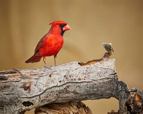 Northern Cardinal Collection Fm Forums